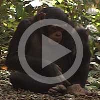 Young chimpanzees who cannot use stone tools