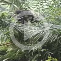 Pestle-pounding in oil palms 2