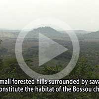 The forest of Bossou