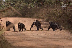 The habitat of the chimpanzees and the village