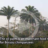 The oil palm