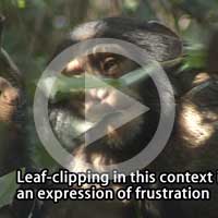 Leaf-clipping