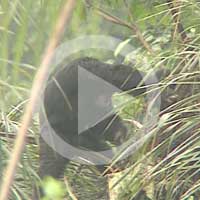 Use of leaves for drinking palm wine