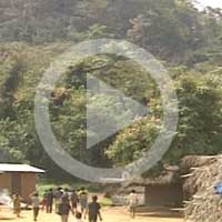 The forest and the village of Bossou