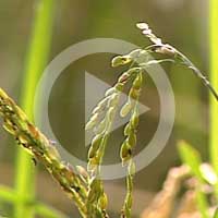 稲の茎を食べる