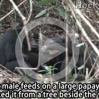 Papaya fruit sharing