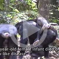 Death of an infant chimpanzee